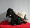 Beagle/Mini Poodle For Sale Millersburg OH Female-Priscilla