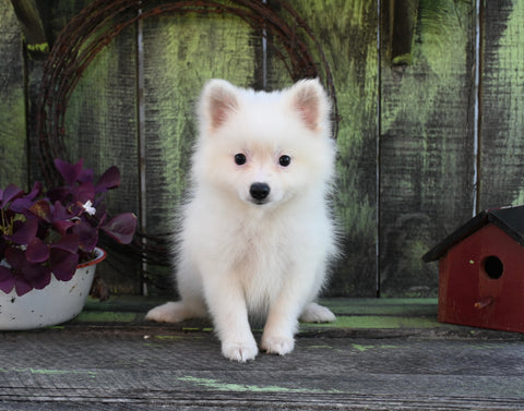 Pomeranian For Sale Sugarcreek OH Female-Twila