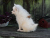 Pomeranian For Sale Sugarcreek OH Female-Twila