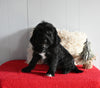 Beagle/ Mini Poodle For Sale Millersburg OH Female-Pauline