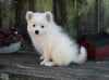 Pomeranian For Sale Sugarcreek OH Female-Twila