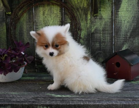 Pomeranian For Sale Sugarcreek OH Male-Damon