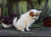 Pomeranian For Sale Sugarcreek OH Male-Damon