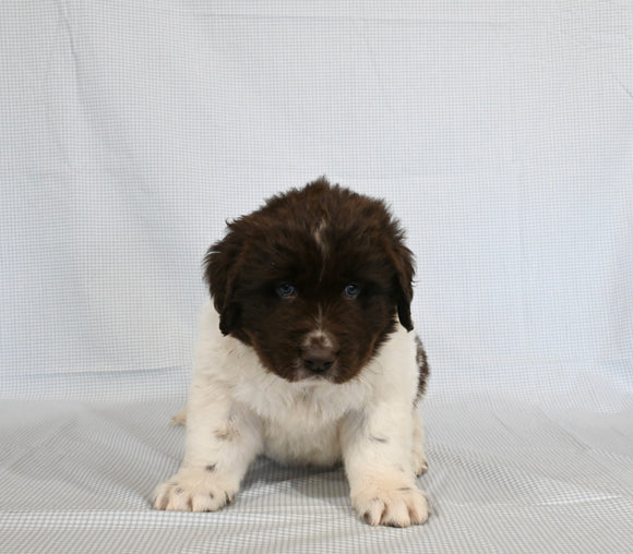 Newfoundland For Sale Sugarcreek OH Male-Oliver