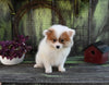 Pomeranian For Sale Sugarcreek OH Male-Damon