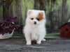 Pomeranian For Sale Sugarcreek OH Male-River