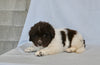 Newfoundland For Sale Sugarcreek OH Male-Oliver