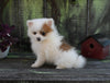 Pomeranian For Sale Sugarcreek OH Male-River