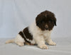 Newfoundland For Sale Sugarcreek OH Male-Oliver