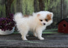 Pomeranian For Sale Sugarcreek OH Male-River