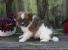 Pomeranian For Sale Sugarcreek OH Female-Scarlett