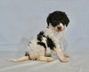 AKC Registered Standard Poodle For Sale Sugarcreek OH Female-Addie