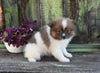 Pomeranian For Sale Sugarcreek OH Female-Scarlett