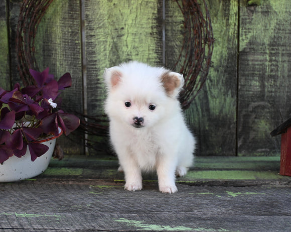 Pomeranian For Sale Sugarcreek OH Female-Pixie