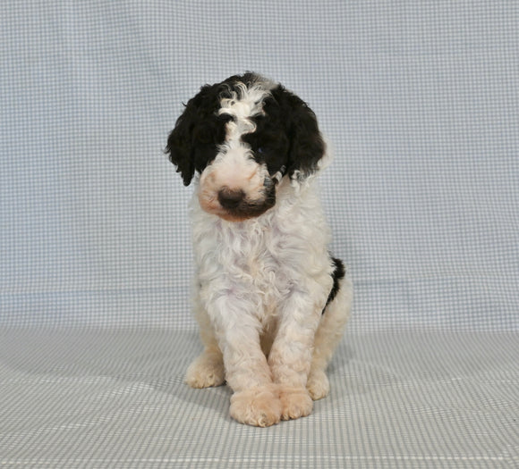 AKC Registered Standard Poodle For Sale Sugarcreek OH Male-Asher