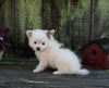 Pomeranian For Sale Sugarcreek OH Female-Pixie