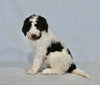 AKC Registered Standard Poodle For Sale Sugarcreek OH Male-Asher