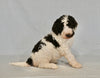 AKC Registered Standard Poodle For Sale Sugarcreek OH Male-Asher