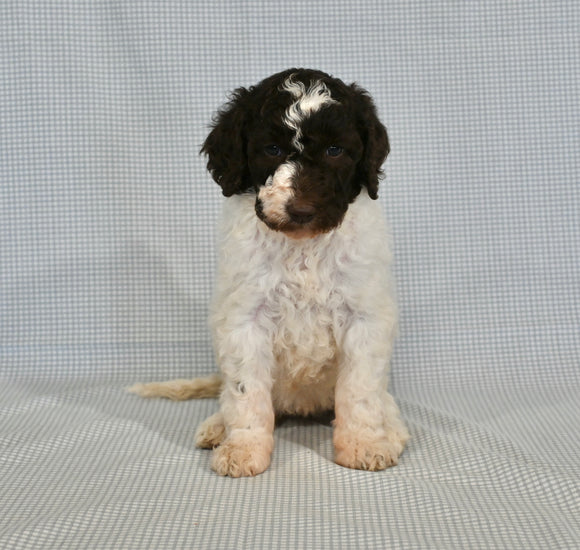 AKC Registered Standard Poodle For Sale Sugarcreek OH Female-Amy