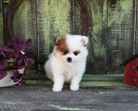 Pomeranian For Sale Sugarcreek OH Female-Oakley