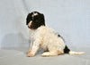 AKC Registered Standard Poodle For Sale Sugarcreek OH Female-Amy