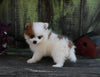 Pomeranian For Sale Sugarcreek OH Female-Oakley