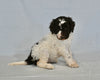 AKC Registered Standard Poodle For Sale Sugarcreek OH Female-Amy
