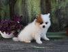 Pomeranian For Sale Sugarcreek OH Female-Oakley