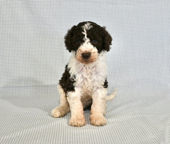 AKC Registered Standard Poodle For Sale Sugarcreek OH Female-Annie