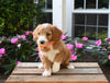 Mini Aussiedoodle For Sale Applecreek OH Male-Freddy