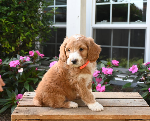 Mini Aussiedoodle For Sale Applecreek OH Male-Freddy