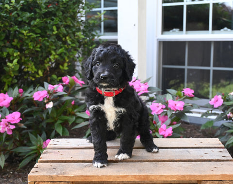 Mini Aussiedoodle For Sale Applecreek OH Male-Midnight