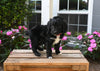 Mini Aussiedoodle For Sale Applecreek OH Male-Midnight