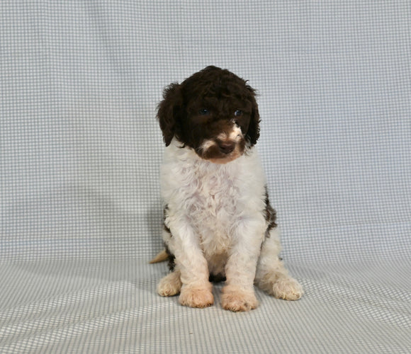 AKC Registered Standard Poodle For Sale Sugarcreek OH Female-Alexa