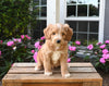 Mini Aussiedoodle For Sale Applecreek OH Male-Star