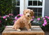 Mini Aussiedoodle For Sale Applecreek OH Male-Star