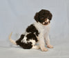 AKC Registered Standard Poodle For Sale Sugarcreek OH Female-Alexa