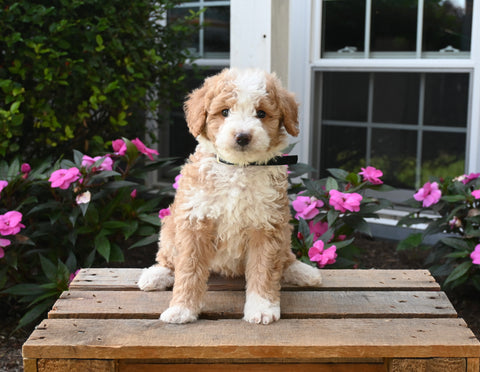 Mini Aussiedoodle For Sale Applecreek OH Male-Teddy