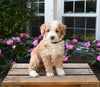 Mini Aussiedoodle For Sale Applecreek OH Male-Teddy