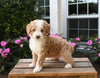 Mini Aussiedoodle For Sale Applecreek OH Male-Teddy