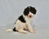 AKC Registered Standard Poodle For Sale Sugarcreek OH Female-Alice