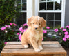 Mini Aussiedoodle For Sale Applecreek OH Male-Zuma