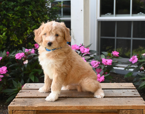 Mini Aussiedoodle For Sale Applecreek OH Male-Zuma