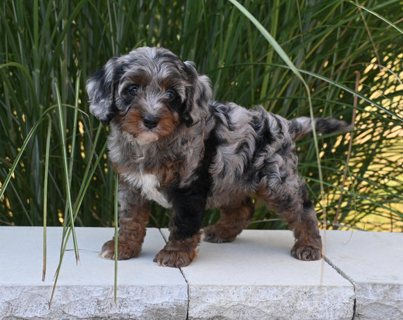 F1 Cavapoo For Sale Millersburg OH Female-Checkers