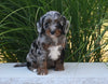 F1 Cavapoo For Sale Millersburg OH Female-Checkers