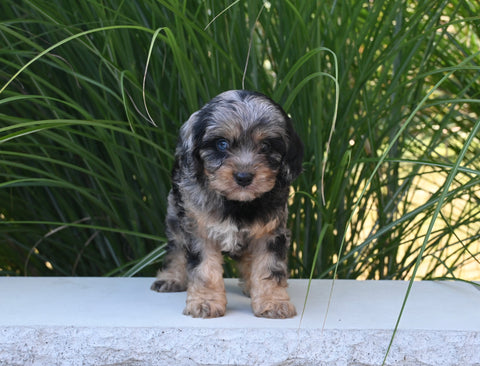 F1 Cavapoo For Sale Millersburg OH Female-Jemma