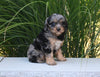 F1 Cavapoo For Sale Millersburg OH Female-Jemma