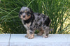 F1 Cavapoo For Sale Millersburg OH Female-Jemma