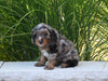 F1 Cavapoo For Sale Millersburg OH Male-Liam