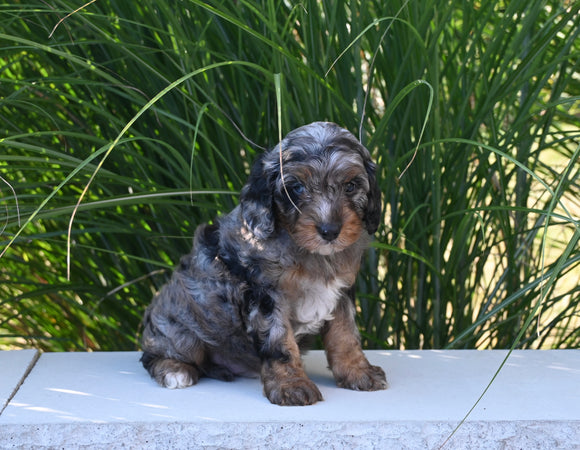 F1 Cavapoo For Sale Millersburg OH Male-Liam